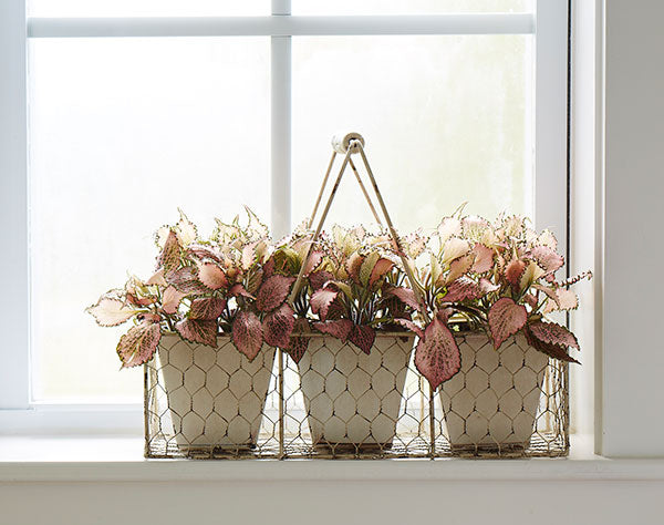 How to Pick the Perfect Houseplant Gifts – Costa Farms