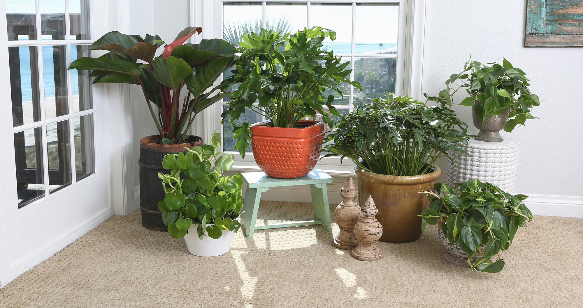 monstera.plant Monstera Bundle | Indoor Plant | Tropical Plant | Potted Plant