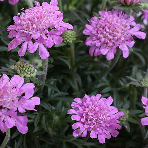 Ritz Rose Pincushion Flower