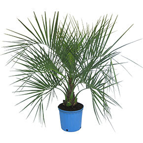 Pindo Palm