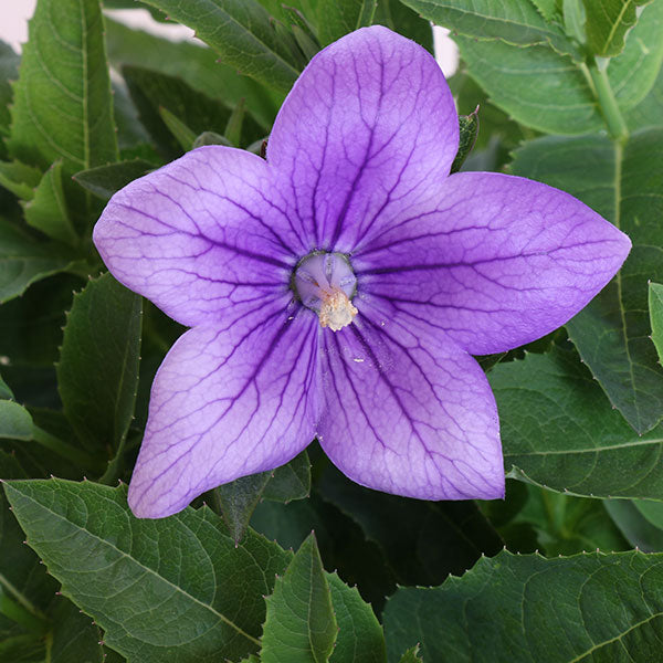 Astra Blue Balloon Flower
