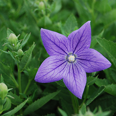 Sentimental Blue Balloon Flower