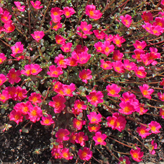 Pazzazz Deep Pink Purslane