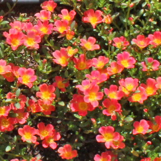 Pazzazz Salmon Glow Purslane