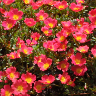 Cupcake Peachy Purslane