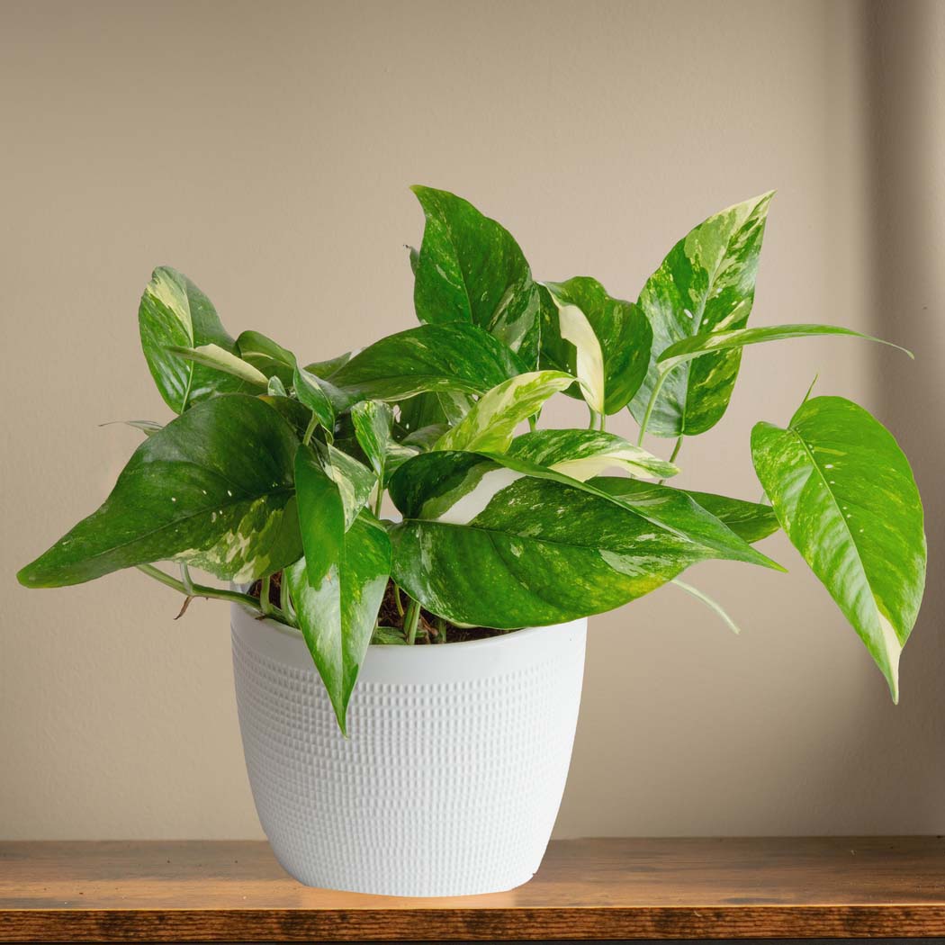 Albo Pothos  Costa Farms
