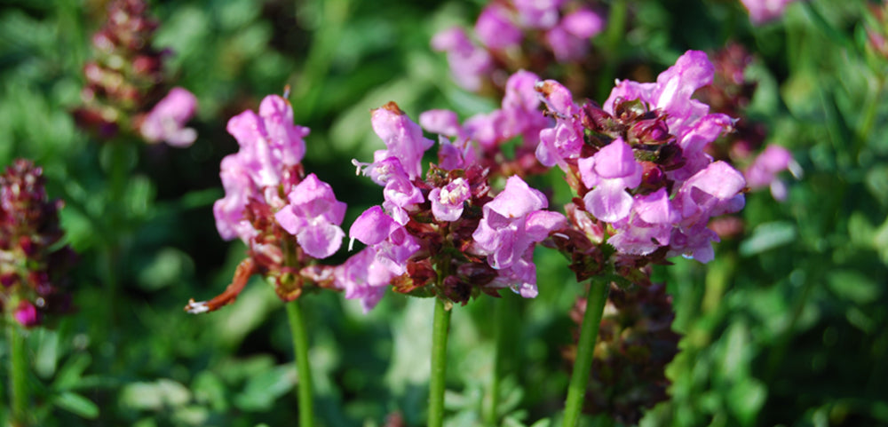 Self Heal – Costa Farms