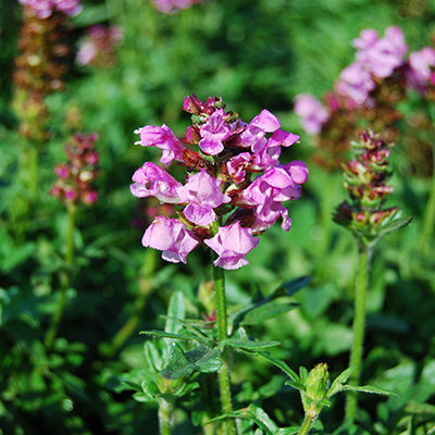 Summer Daze Self Heal
