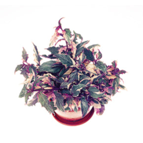Variegated Purple Passion Plant