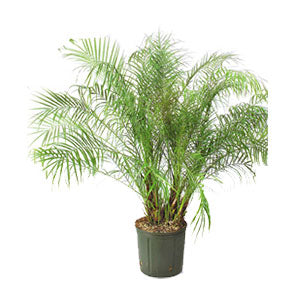 Pygmy Date Palm