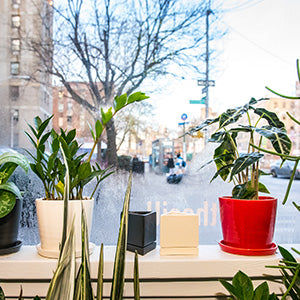 Qué Hacer en el Jardín en Enero