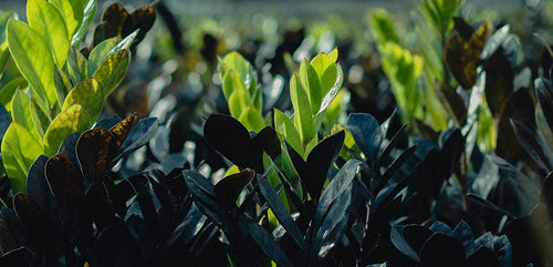 A dense array of sunlit dark green and black leaves from Raven ZZ plants creating a lush foliage texture.