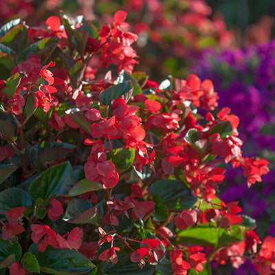 Big Red with Green Leaf