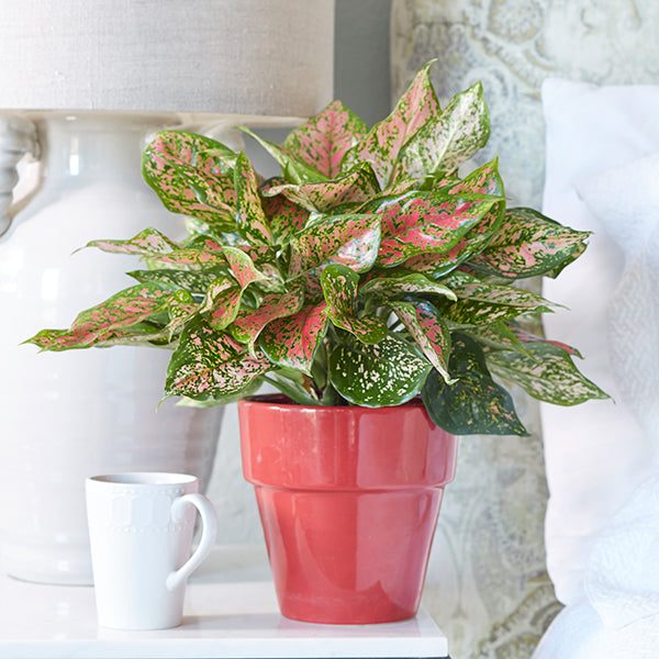 Anyanmanee Aglaonema