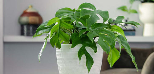 Indoor green Monstera plant in a white textured pot on a table with a blurred background of modern living room decor.