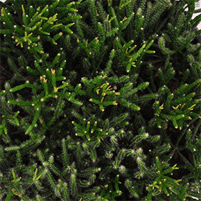 Drunkard's Dream Mistletoe Cactus