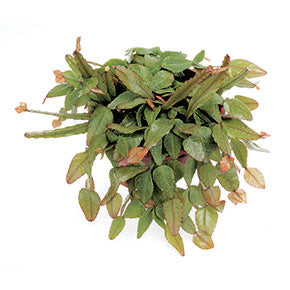 Elliptica Mistletoe Cactus