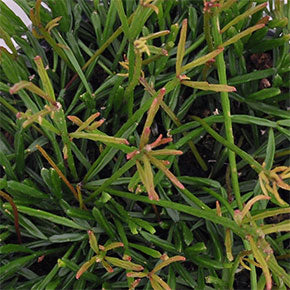 Ewaldiana Mistletoe Cactus