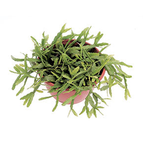 Micrantha Mistletoe Cactus