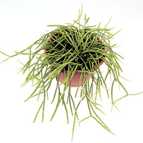 Prismatica Mistletoe Cactus