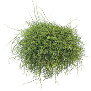Capilliformis Mistletoe Cactus