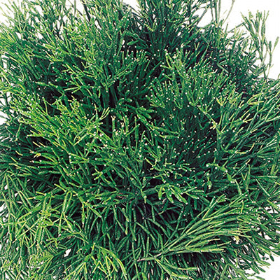 Burches Mistletoe Cactus
