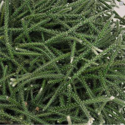 Pilose Mistletoe Cactus