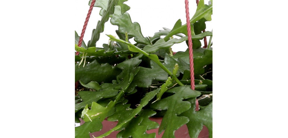 Ric Rac Cactus  Costa Farms