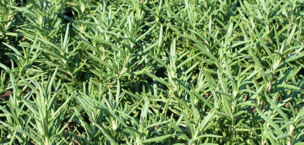 Rosemary  Costa Farms