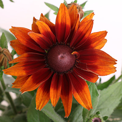 Cherokee Sunset Black-Eyed Susan