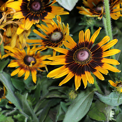 Denver Daisy Black-Eyed Susan