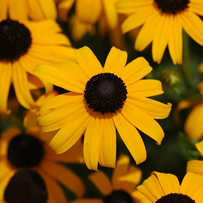 Goldsturm Black-Eyed Susan