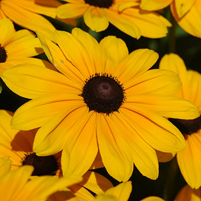 Indian Summer Black-Eyed Susan
