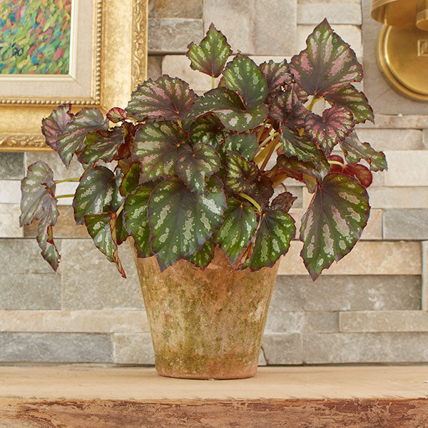 Rumba Rex Begonia