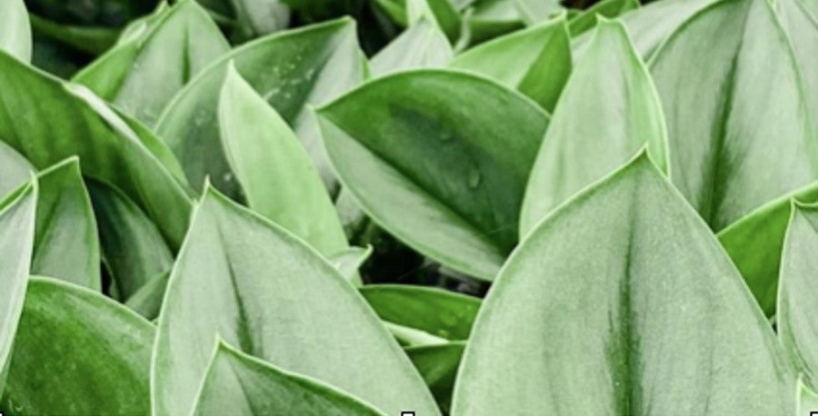 Leaves with a Silver Lining