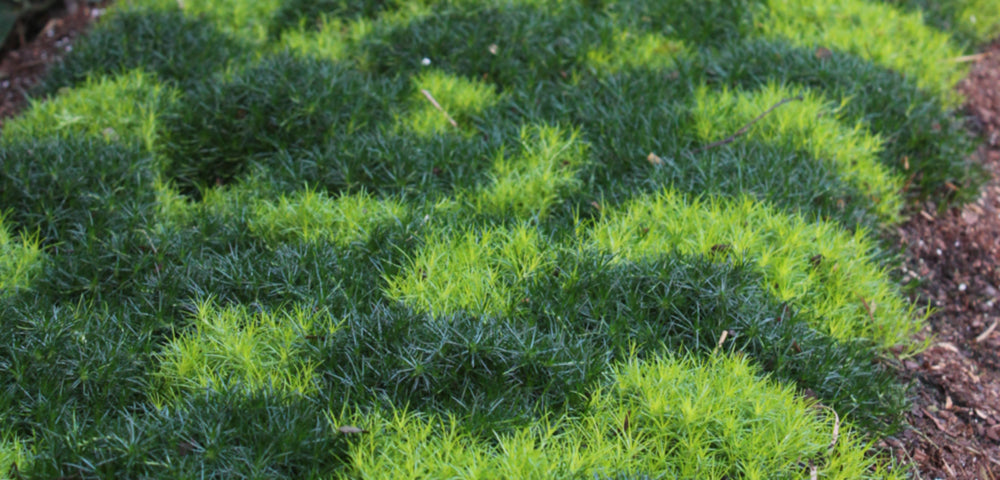 Successfully Growing Your Irish Moss (Sagina)