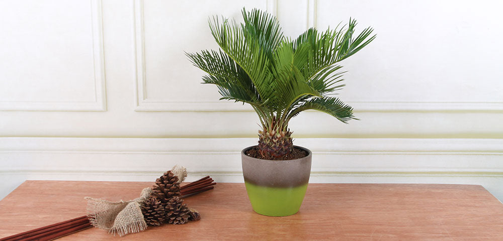 サゴ・パーム Amazon.com : American Plant Exchange Sago Palm – 6-Inch Pot