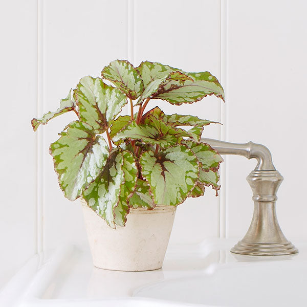 Salsa Rex Begonia