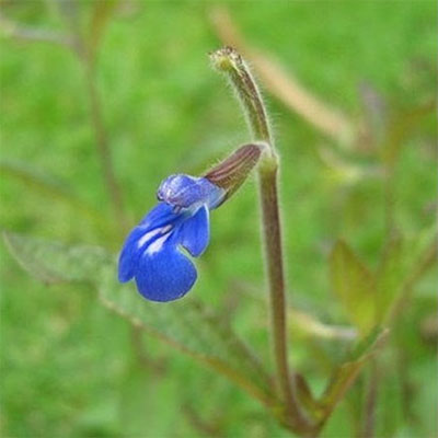 Bicolor Sage