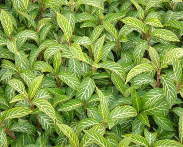 Sanchezia  Costa Farms