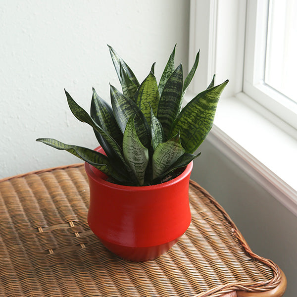 Black Robusta Snake Plant