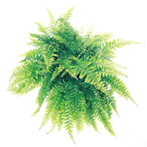 Sassy Fern
