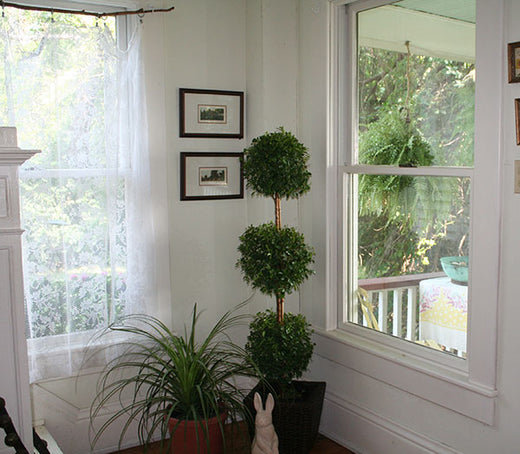 Save Tropical Plants Before Winter