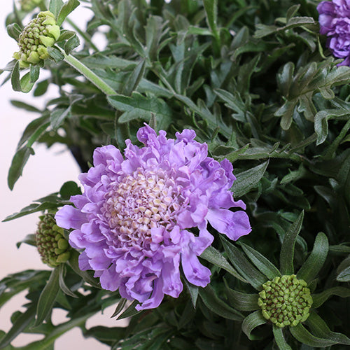 Blue Note Pincushion Flower