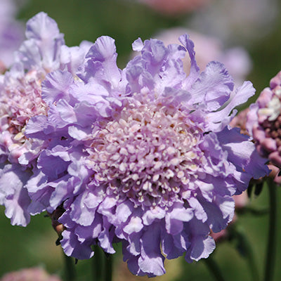 Butterfly Blue Pincushion Flower
