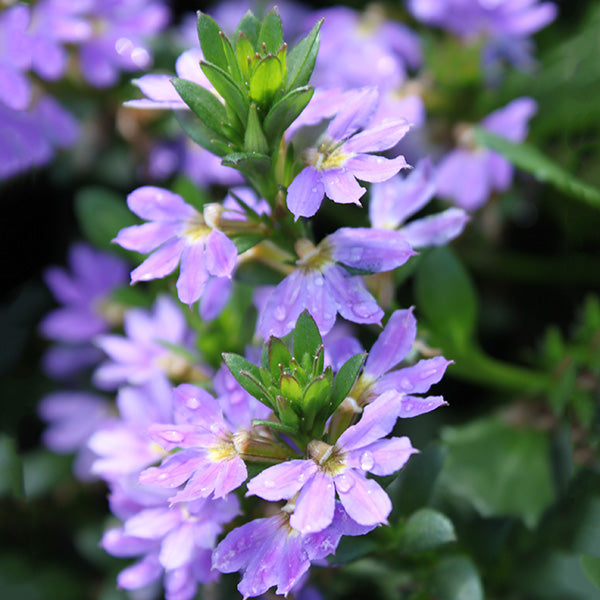 Scampi Blue