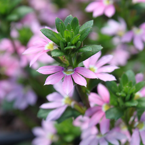 Scampi Pink