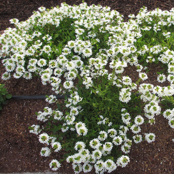 Whirlwind White