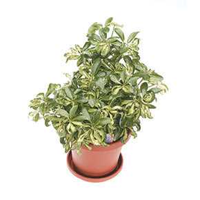 Gold Capella Schefflera