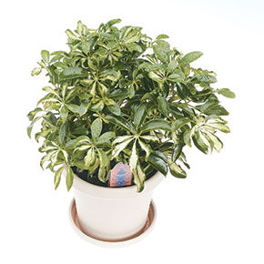 Luseane Ivory Schefflera